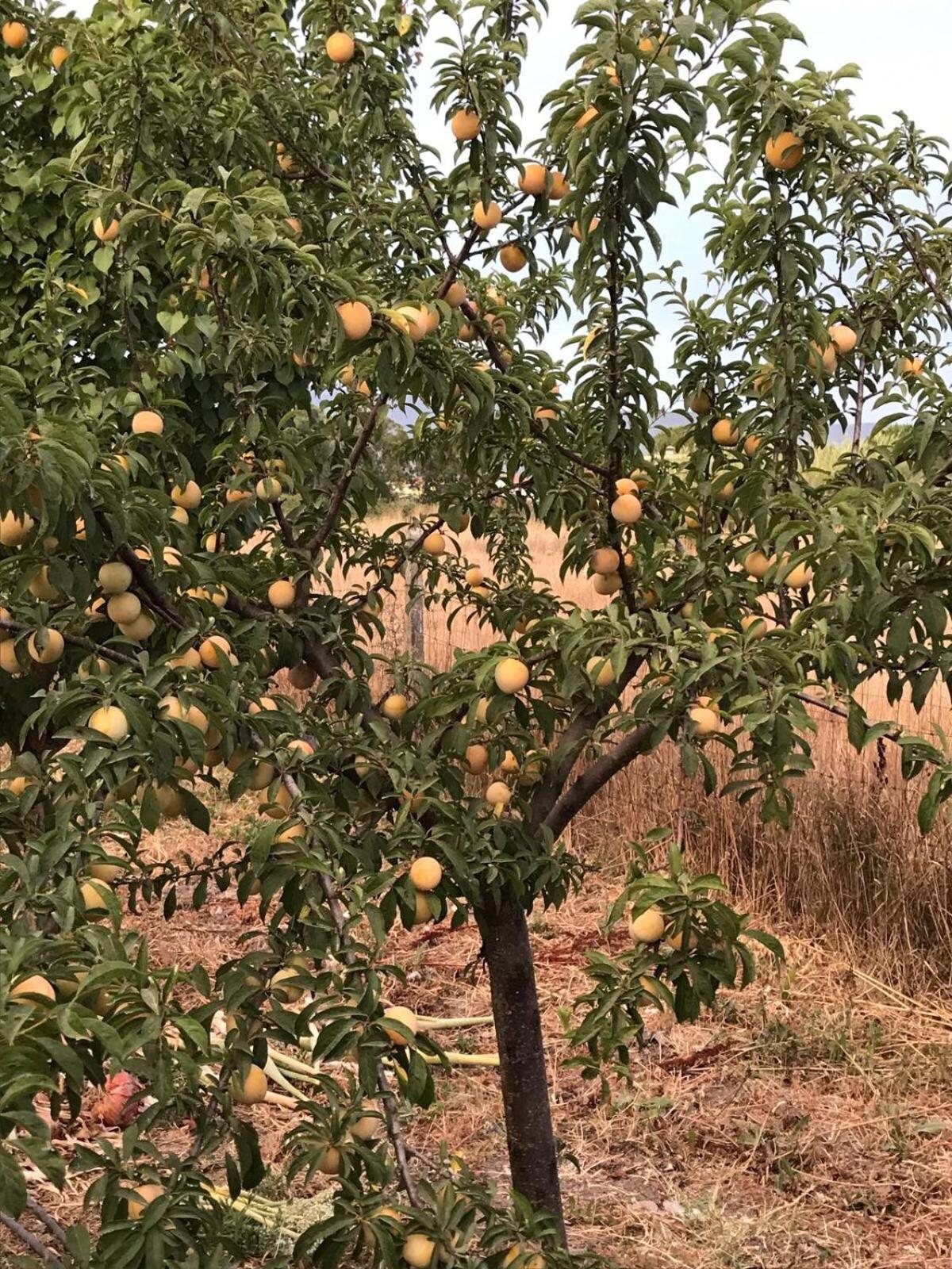 Agriturismo S'Aranada Villa Marrùbiu Kültér fotó